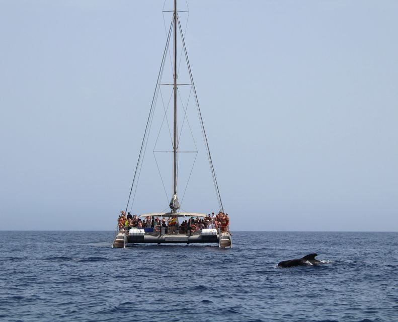 Fuerteventura: Magic Catamaran Trip with Food and Drinks - Key Highlights You’ll Actually Care About