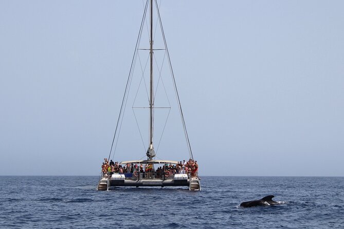 Fuerteventura: Magic Select Catamaran Trip with Food & Drinks - The coves and the swim stop (the part you’ll remember with photos)