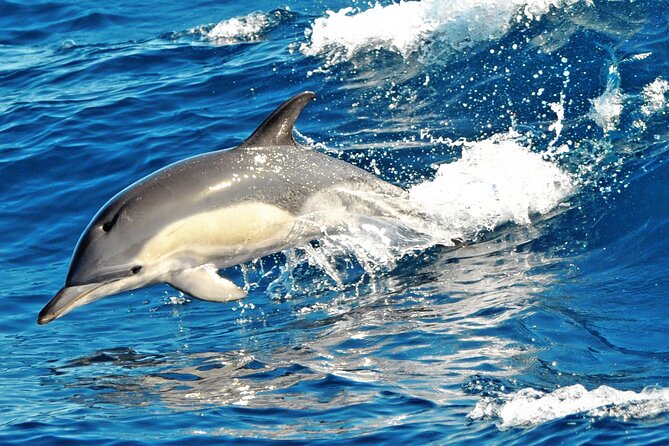 Fuerteventura: Magic Select Catamaran Trip with Food & Drinks - Who should book this catamaran trip