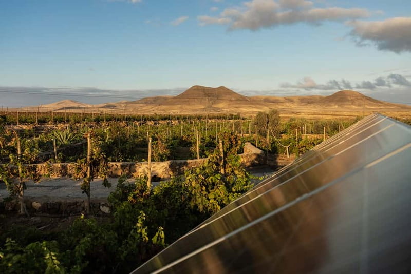 Fuerteventura: Tour & tasting at Conatvs Winery - The tasting room: 3 wines plus Majorero cheese, oil, and olives