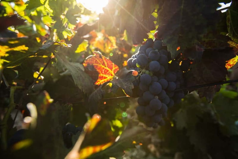Fuerteventura: Tour & tasting at Conatvs Winery - Price and value: what $46 gets you