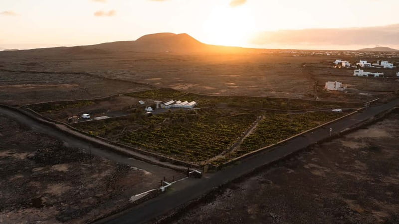 Fuerteventura: Tour & tasting at Conatvs Winery - Timing, meeting point, and getting yourself there