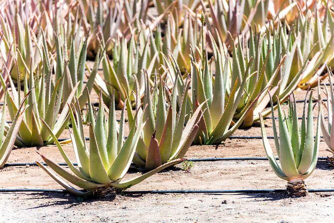 Fuerteventura Villages Caves and Farm Tour with Lunch from South - Betancuria’s Santa María (consecrated 1424) and what to do with your time