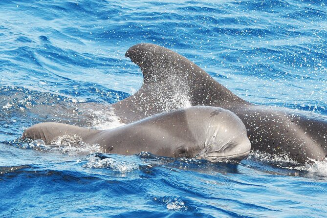 Morro Jable: 2 Hours Magic Dolphin & Whale watching with Drinks & Swim Stop. - Key points to know before you go