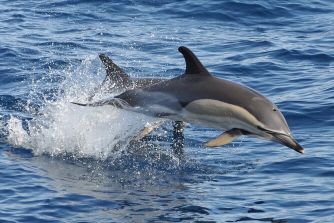 Morro Jable: 2 Hours Magic Dolphin & Whale watching with Drinks & Swim Stop. - Morro Jable dolphin and whale watching in 2 hours