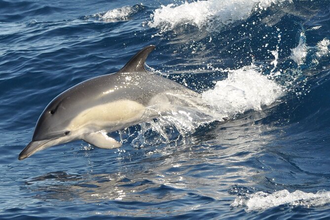 Morro Jable: 2 Hours Magic Dolphin & Whale watching with Drinks & Swim Stop. - Jandía Bay swim stop: the part many people remember
