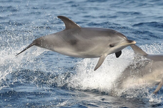 Morro Jable: 2 Hours Magic Dolphin & Whale watching with Drinks & Swim Stop. - Drinks onboard: what’s included and what to expect
