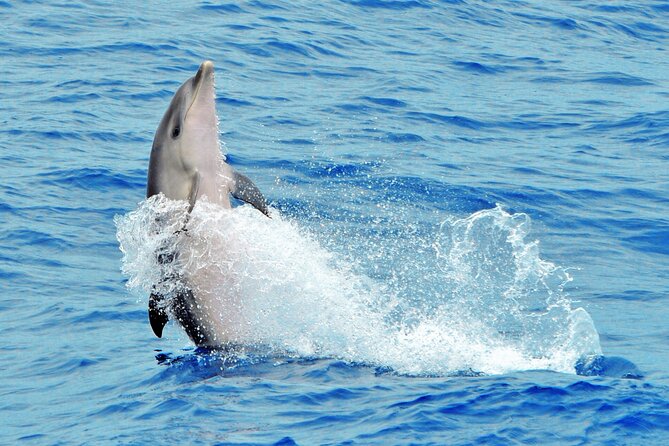 Morro Jable: 2 Hours Magic Dolphin & Whale watching with Drinks & Swim Stop. - The fast-boat factor: comfort, spray, and seasickness