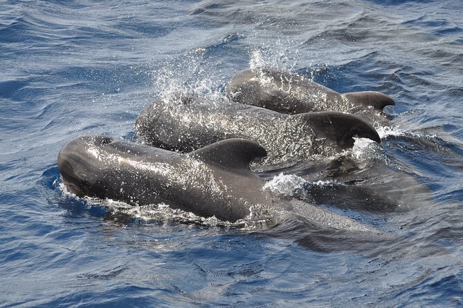 Morro Jable: 2 Hours Magic Dolphin & Whale watching with Drinks & Swim Stop. - Who will enjoy this most in Fuerteventura waters