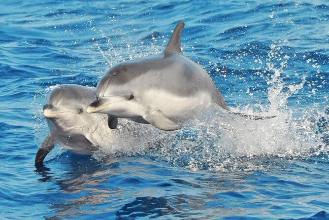 Morro Jable: 2 Hours Magic Dolphin & Whale watching with Drinks & Swim Stop. - Getting to the boat: pickup vs. arriving at the port