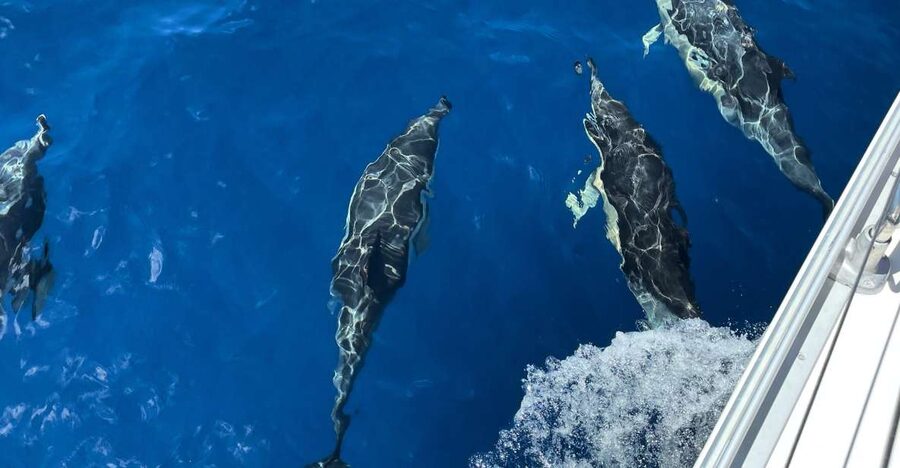 Morro Jable: Sailing Boat Excursion with Food and Drinks - Sailing along Fuerteventura: views you can actually enjoy