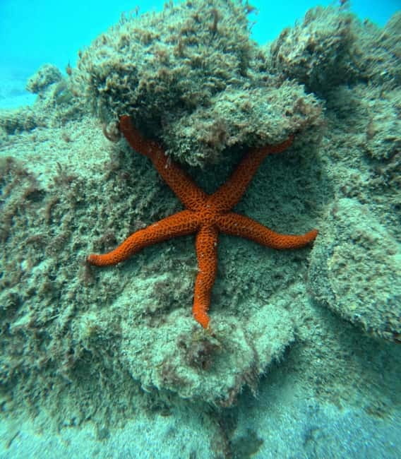 Morro Jable: Snorkeling Adventure - Morro Jable Snorkeling: Why This Bay Works So Well