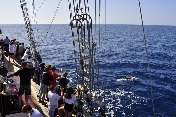 Pirate Adventure Boat Tour with Lunch in Fuerteventura - Wildlife Spotting That’s More Than a Bonus