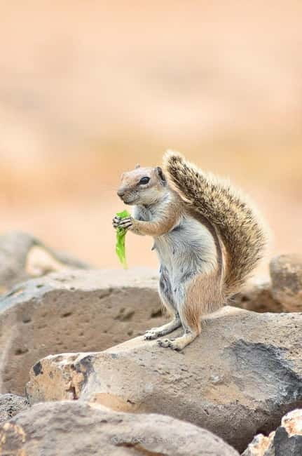 Popcorn Beach, Isla de Lobos y Dunas: ¡Popcorn Beach! - Timing, Pickup, and How the Van Sets the Tone