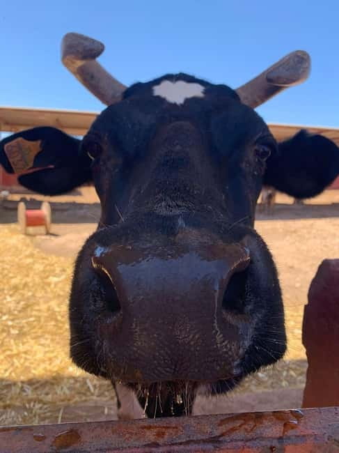 The Animal Academy - Shelter Tour - What to Expect From the Tour Pace (and Who It Suits Best)