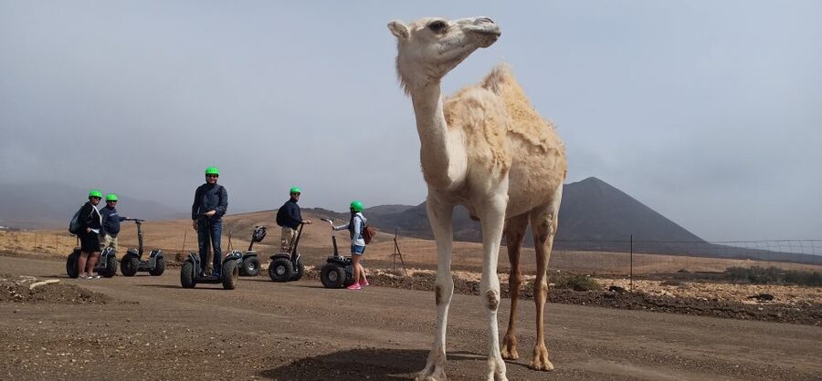 Tiscamanita: Segway Tour, Aloe Vera Farm & Mills Museum - Aloe Vera farm and Mills Museum: local industries in plain sight