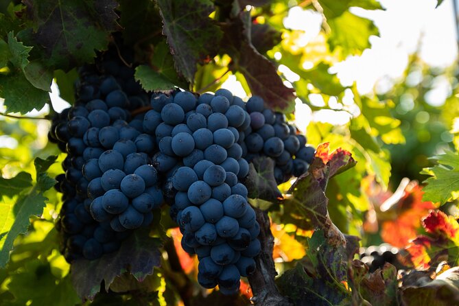 Vineyard tour with wine tasting and local products - The vineyard walk: grape varieties and gavias