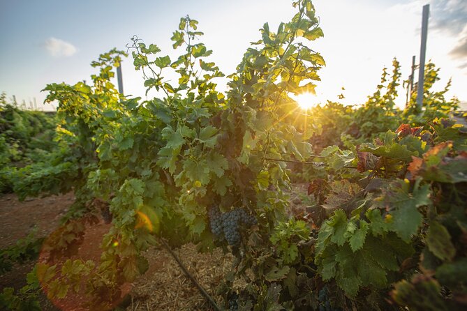 Vineyard tour with wine tasting and local products - Price and value: what $42.05 buys you in real experience