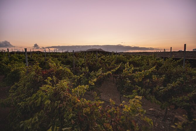 Vineyard tour with wine tasting and local products - Who this tour is best for