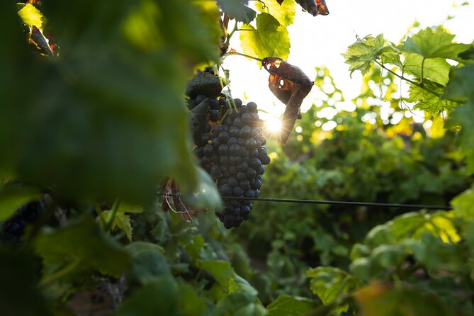 Vineyard tour with wine tasting and local products - Through the winery: processes that follow the grape variety